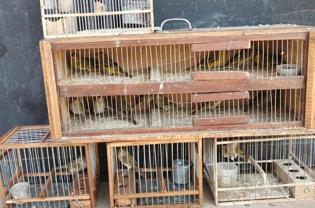 EL MUNICIPIO REALIZÓ UN OPERATIVO DE CONTROL CONTRA EL MALTRATO ANIMAL Y LA PROTECCIÓN DE FAUNA SILVESTRE (2)